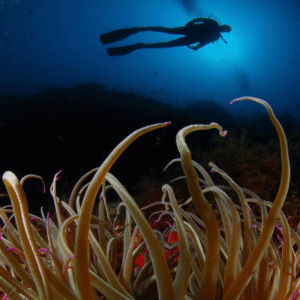 Plongée sous marine