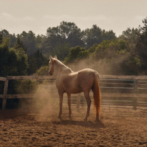 Coaching individuel ou en duo avec le cheval